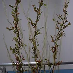 Nova Citrus מלון 4*