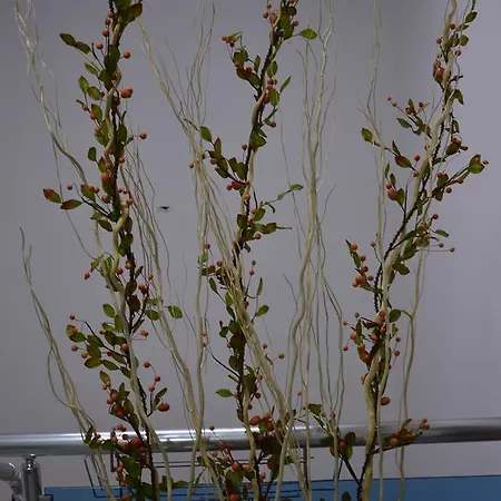 Nova Citrus 호텔 2*